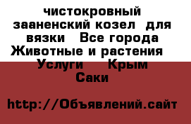 чистокровный зааненский козел  для вязки - Все города Животные и растения » Услуги   . Крым,Саки